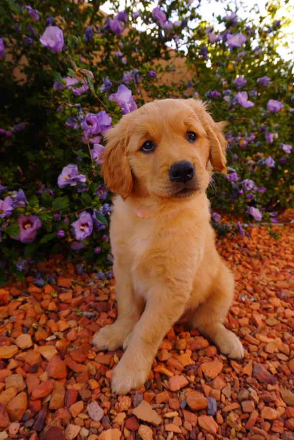 /Images/uploads/The Santa Fe New Mexican/santafepetcontest/entries/34018thumb.jpg